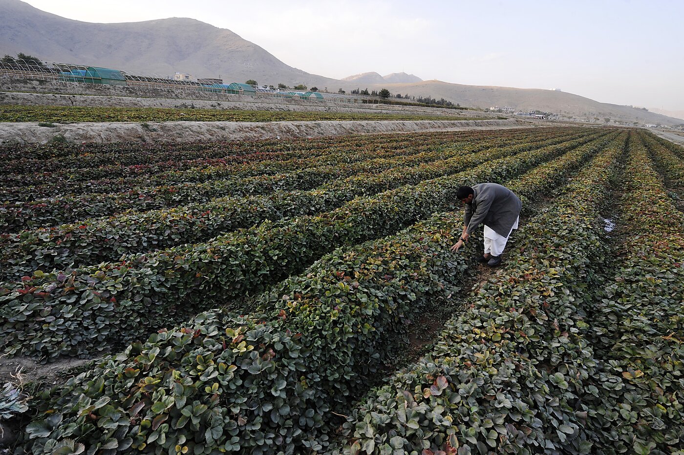 afghanistan, farm