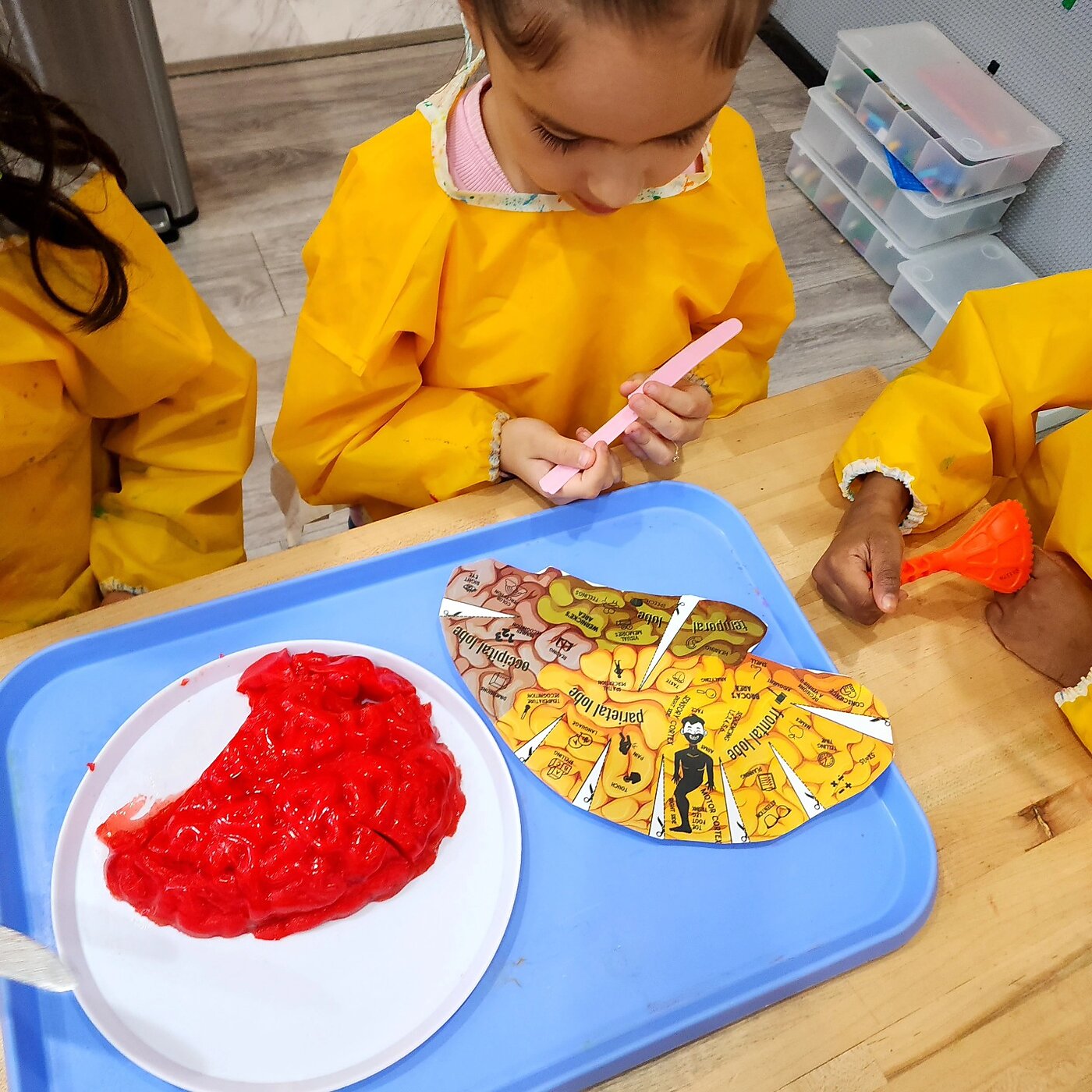 "Brain" dissection at Bright Minds.