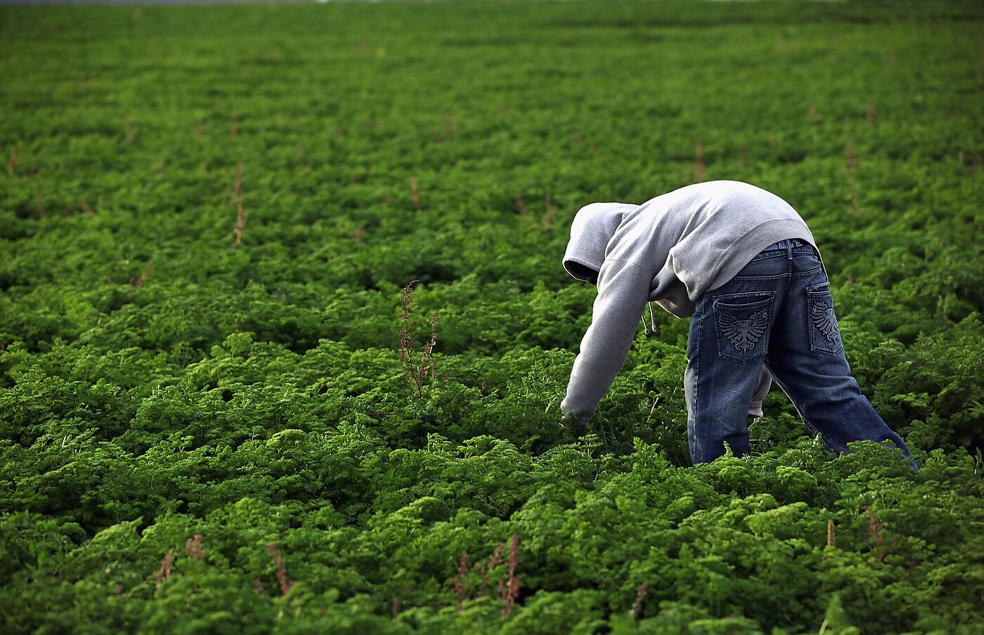 A Mexican immigrant worker bends over to harvest parsley in the middle of a field on a farm.