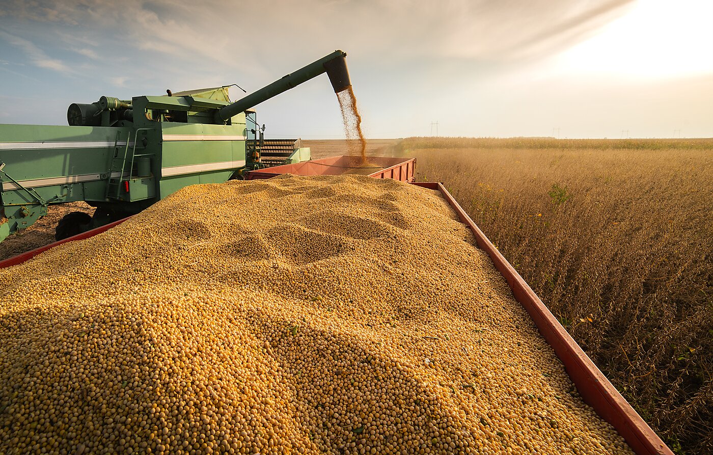 soybeans